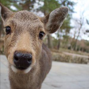 Meet your Posher, Shawn